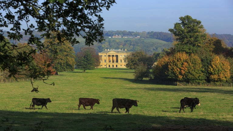 Cattle grazing on the estate at Basildon Park, Berkshire.